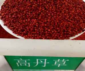 高丹草牧草种子图片，高丹草种子多久发芽