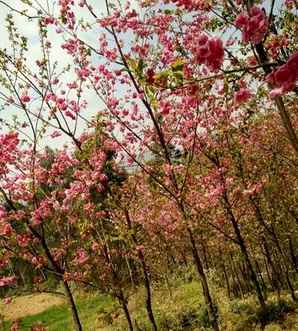 冬樱花结的果实能吃吗？，冬樱花果实可以吃吗