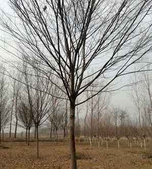 红榉树种植前景，红榉树种植基地哪里