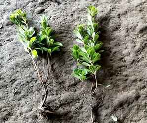 毛鹃的种植密度，毛鹃种植深度多少合适