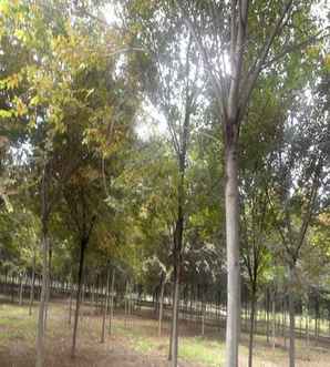 红榉树种植前景，红榉树种植基地哪里