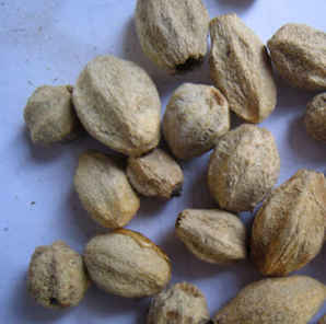 楝树种子怎么才能发芽，楝树籽发芽时间