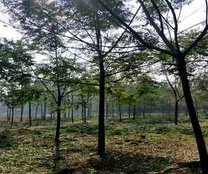楝树种子怎么才能发芽，楝树籽发芽时间