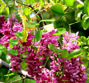 红花槐和香花槐区别，香花槐与红花槐