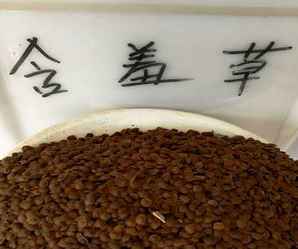 家养含羞草种子怎么种，彩色含羞草的种子图片
