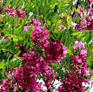 红花槐和香花槐区别，香花槐与红花槐