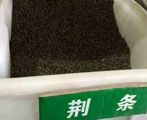 荆芥种子批发多少钱一斤，荆条种子多少钱一公斤