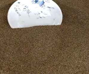 白晶菊种子是什么样的，白晶菊种子价格