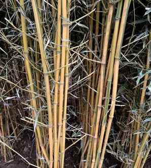 金镶玉竹是什么植物，金镶玉竹属于被子植物吗