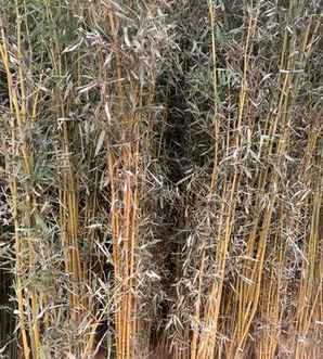 金镶玉竹是什么植物，金镶玉竹属于被子植物吗