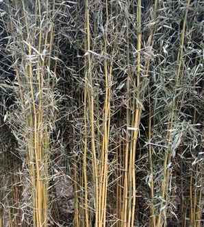 金镶玉竹是什么植物，金镶玉竹属于被子植物吗