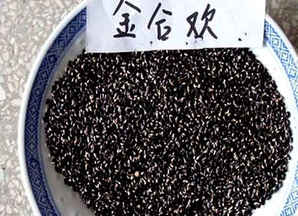 金合欢种子能发芽吗，金合欢种子何时种最佳