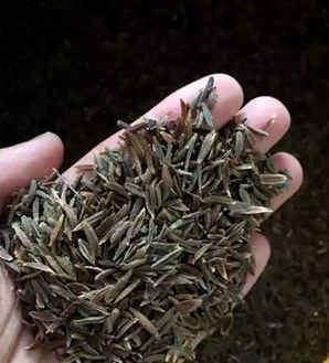 丁香种子可以育苗吗，小叶丁香种子能育苗吗