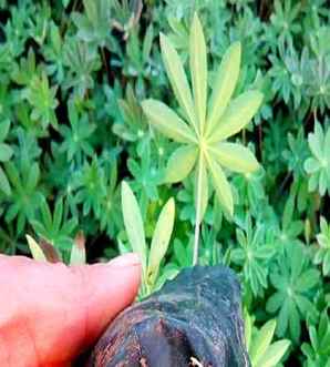 鲁冰花的中国产地，鲁冰花产地在哪里