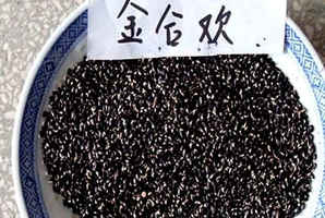 金合欢种子价格哪里最低，金合欢种子多少钱一斤