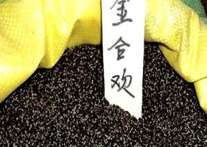金合欢种子价格哪里最低，金合欢种子多少钱一斤