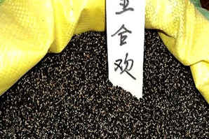 金合欢种子播种方法，紫叶金合欢什么时候播种最好
