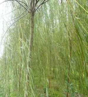青皮垂柳种植时间，内蒙青皮垂柳种植基地