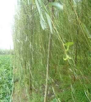 青皮垂柳种植范围，青皮垂柳多远种植一棵