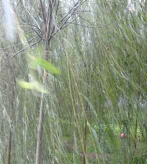 青皮垂柳种植范围，青皮垂柳多远种植一棵