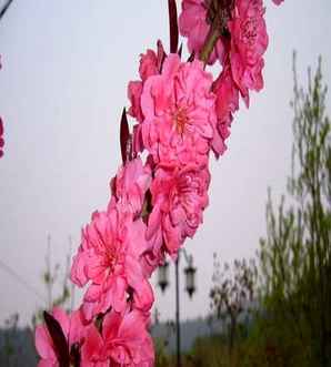 碧桃是裸子植物吗，碧桃属于被子植物吗