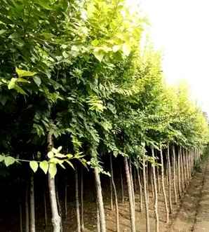 金叶榆属于什么植物品种，中华金叶榆属于什么植物