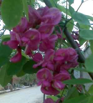 黄花槐是什么科，红花槐是什么科