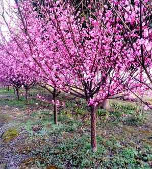 梅花种子发芽发黑，梅花种子发芽变异