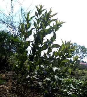 红王子锦带种植密度，红王子锦带怎样管理