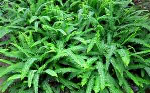 肾蕨的养殖方法，肾蕨是什么植物