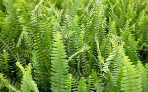 肾蕨的养殖方法，肾蕨是什么植物