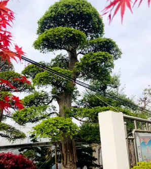 榆树树桩盆景造型大全大图，榆树地景树盆景图片