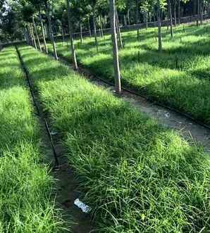 苔草种子价格，苔草