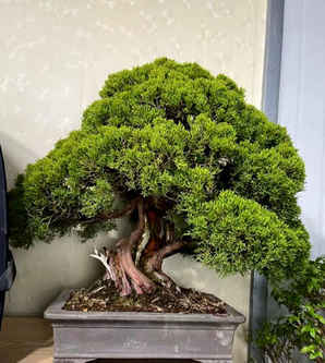 川真柏的制作过程，系鱼川真柏制作