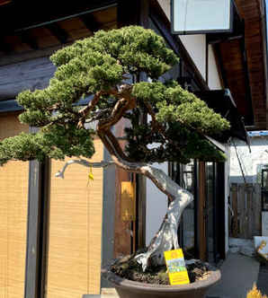日本系鱼川真柏盆景如何修剪，系鱼川真柏盆景成型