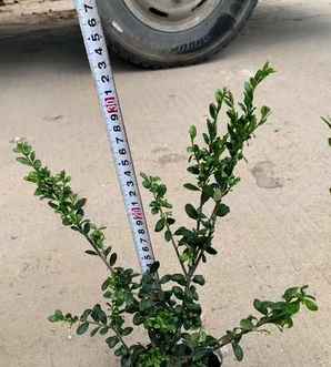 龟甲冬青夏季栽植可以成活吗，龟甲冬青小苗适合什么时候移栽？