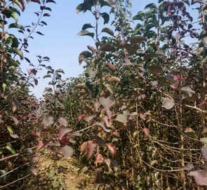 彩叶豆梨哪里产地，彩叶豆梨批发价格多少钱