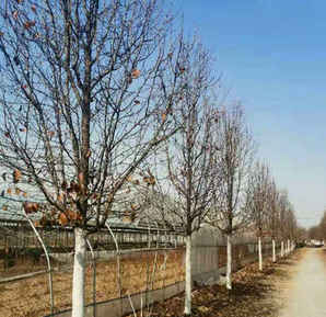 彩叶豆梨哪里产地，彩叶豆梨批发价格多少钱