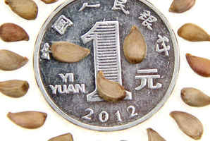 垂丝海棠能播种吗，垂丝海棠树播种