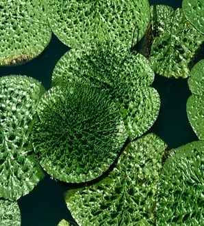 芡实多少钱一斤，芡实