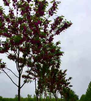 香花槐苗期种植与管理，香花槐种植注意事项