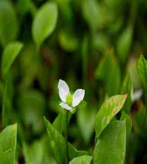 长喙毛茛泽泻图文，毛茛泽泻