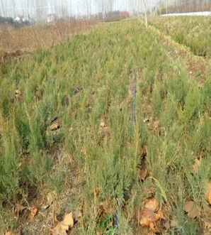 沙地柏的养护管理，沙地柏的种植及养护
