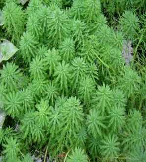 聚草堂电商现状，聚草