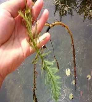 聚草堂电商现状，聚草