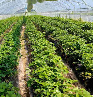 草莓传播种子的方法，买的草莓种子怎么种