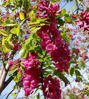 香花槐树，香花槐树苗多少钱一棵