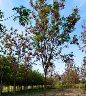 香花槐是什么科什么属，香花槐是什么科