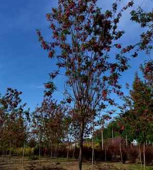 香花槐树，香花槐树苗多少钱一棵