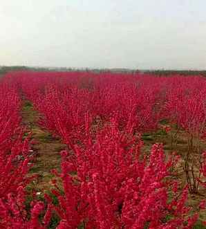 红叶碧桃花语，碧桃盛开的花语
